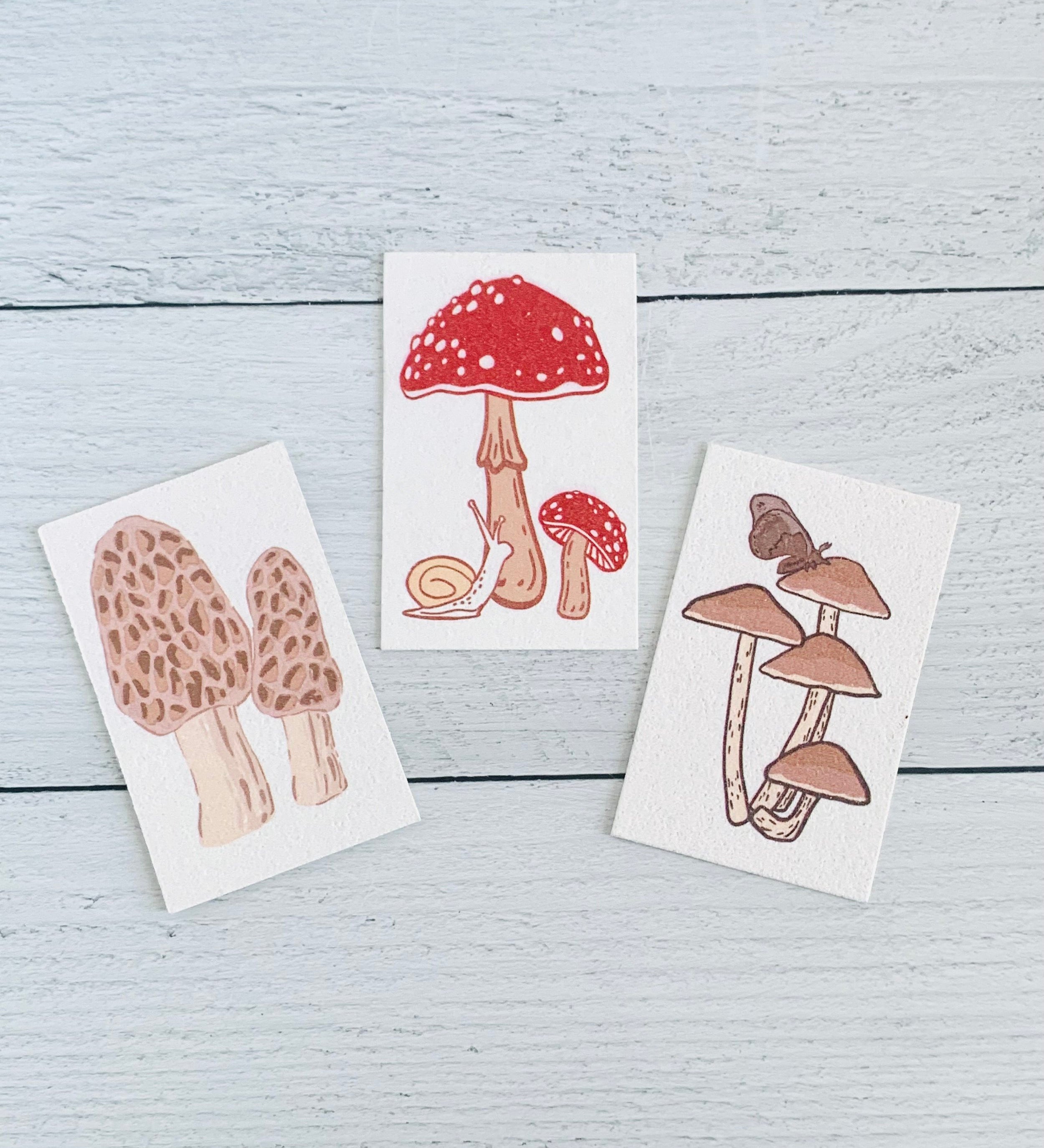 Mushroom Compostable Pop Up Sponges